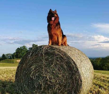 Dein Hund im Dogorama-Kalender 2021-Beitrag-Bild