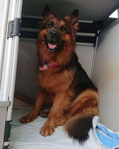 Dein Hund im Dogorama-Kalender 2021-Beitrag-Bild