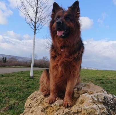 Dein Hund im Dogorama-Kalender 2021-Beitrag-Bild