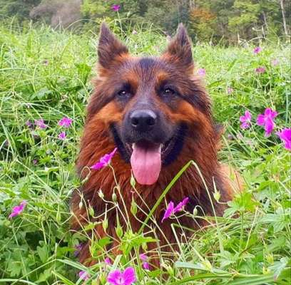 Dein Hund im Dogorama-Kalender 2021-Beitrag-Bild