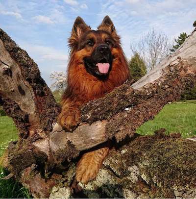 Dein Hund im Dogorama-Kalender 2021-Beitrag-Bild