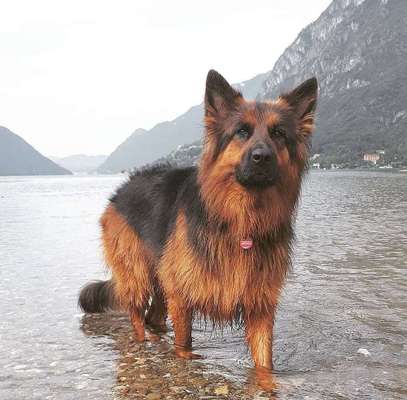 Dein Hund im Dogorama-Kalender 2021-Beitrag-Bild