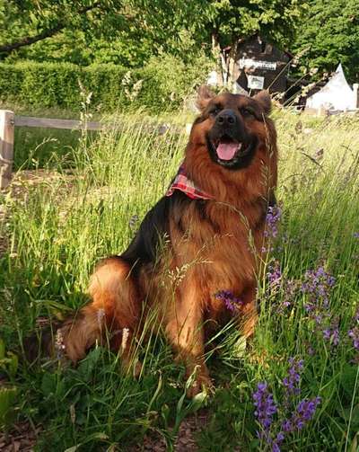 Dein Hund im Dogorama-Kalender 2021-Beitrag-Bild