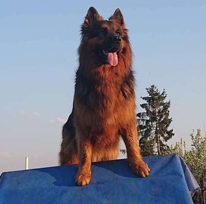 Dein Hund im Dogorama-Kalender 2021-Beitrag-Bild