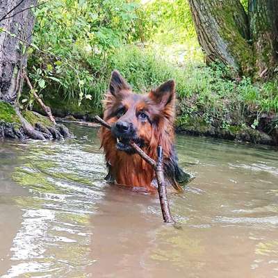 Dein Hund im Dogorama-Kalender 2021-Beitrag-Bild