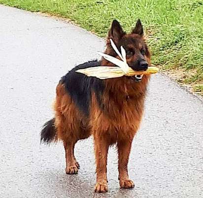 Dein Hund im Dogorama-Kalender 2021-Beitrag-Bild