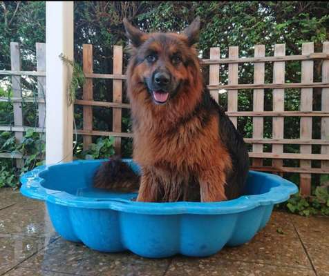 Dein Hund im Dogorama-Kalender 2021-Beitrag-Bild