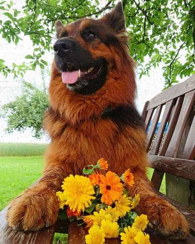 Dein Hund im Dogorama-Kalender 2021-Beitrag-Bild