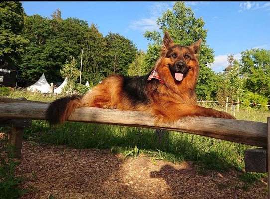 Dein Hund im Dogorama-Kalender 2021-Beitrag-Bild