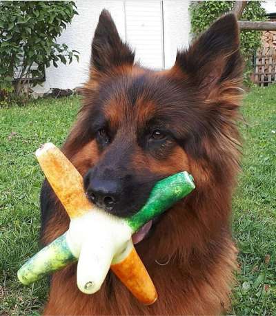 Dein Hund im Dogorama-Kalender 2021-Beitrag-Bild