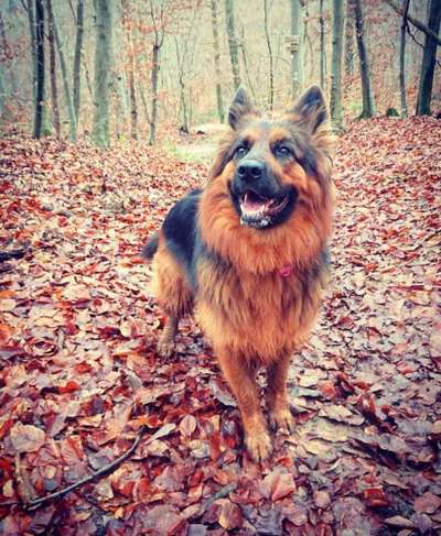 Dein Hund im Dogorama-Kalender 2021-Beitrag-Bild