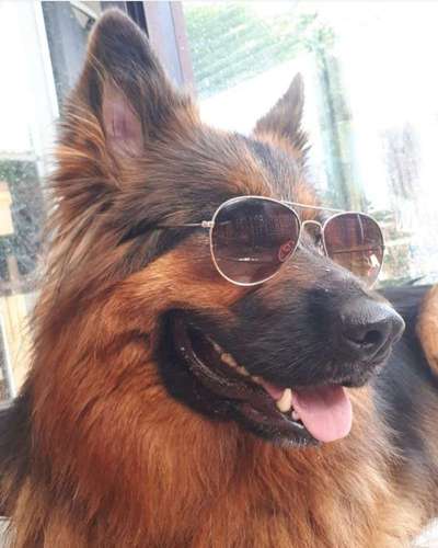 Dein Hund im Dogorama-Kalender 2021-Beitrag-Bild