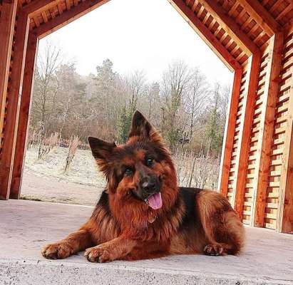 Dein Hund im Dogorama-Kalender 2021-Beitrag-Bild