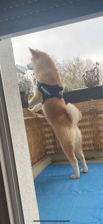 Akita Inu/American Akita (Mix) halter.-Beitrag-Bild