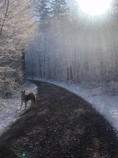 Zeigt mal die schönsten Bilder von euren Hunden !-Beitrag-Bild