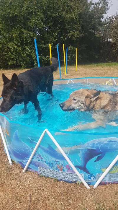 Die Dogorama Wochen Challenge "Friends will be Friends"-Beitrag-Bild