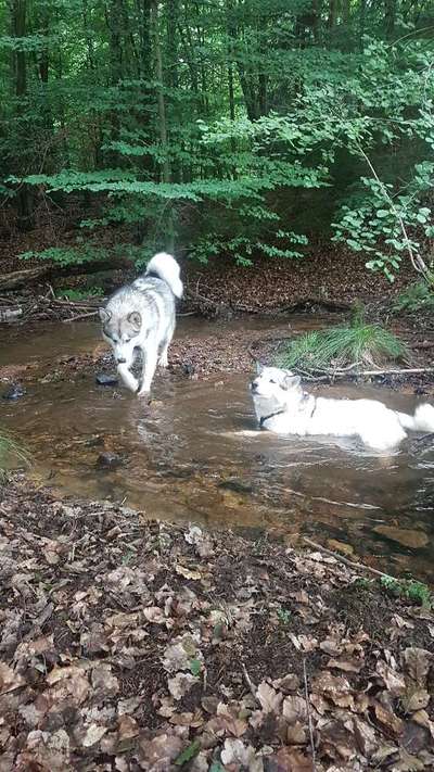 Nordische Hunde-Beitrag-Bild