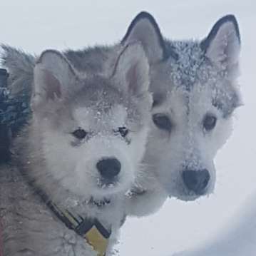 Die Dogorama Wochen Challenge "Friends will be Friends"-Beitrag-Bild