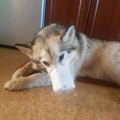 Zeige das lustigste Bild eures Hundis-Beitrag-Bild