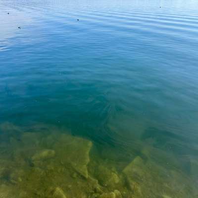 Giftköder-Mögl. Blaualgen-Bild