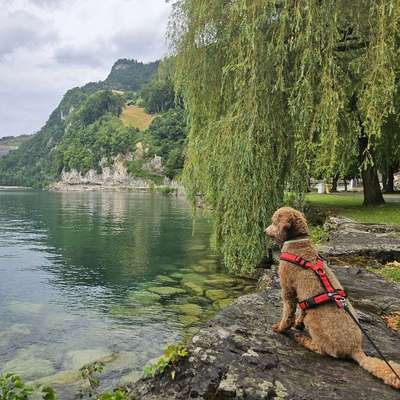 Hundetreffen-Wander- und Spieltreff-Bild