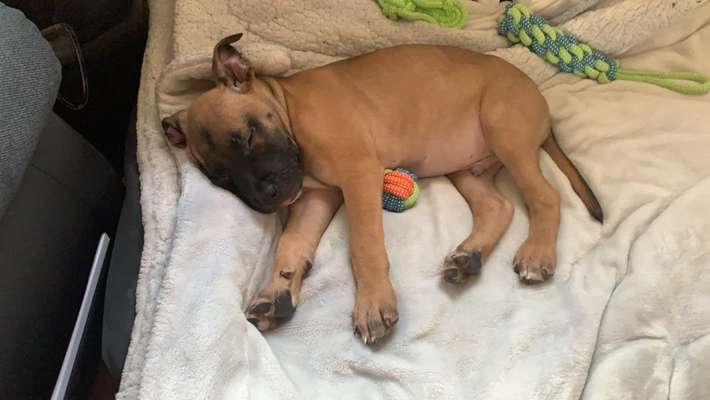 Das erste Bild eures Hundes-Beitrag-Bild