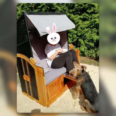 Airedale Terrier-Beitrag-Bild