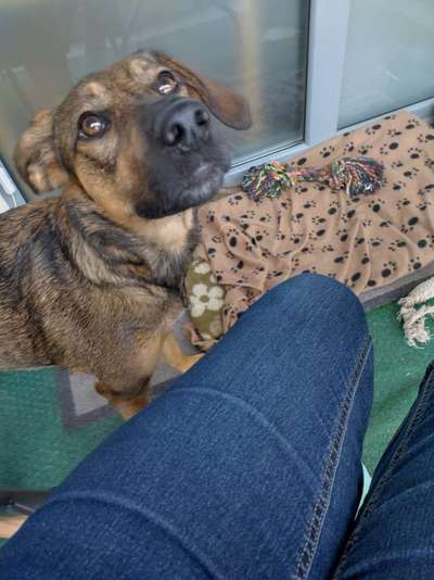 Schäferhund-Beitrag-Bild