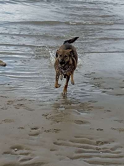 Hundeauslaufgebiet-Strand Bielenberg-Bild