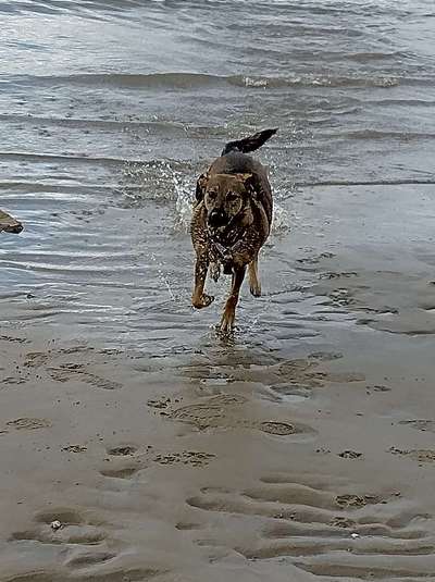 Hundeauslaufgebiet-Hundestrand Bielenberg-Bild