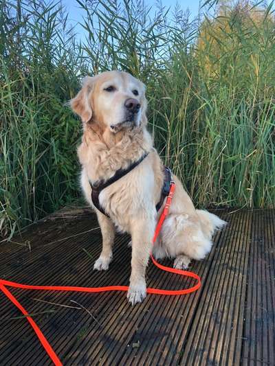 Die Dogorama Kalender Challenge Titelbild-Beitrag-Bild