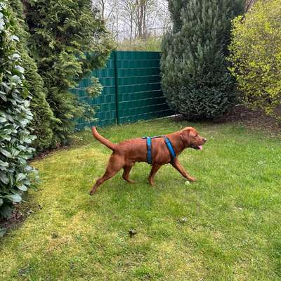 Hundetreffen-Sozial Walk-Bild