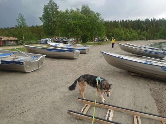 Reisen mit Hund – Eure Erfahrungen und Tipps! 🐾☀️-Beitrag-Bild