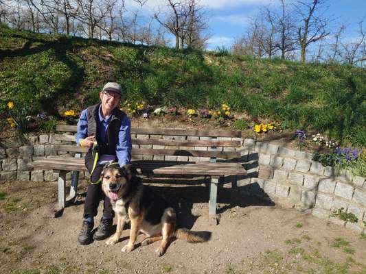 Schäferhund-Beitrag-Bild