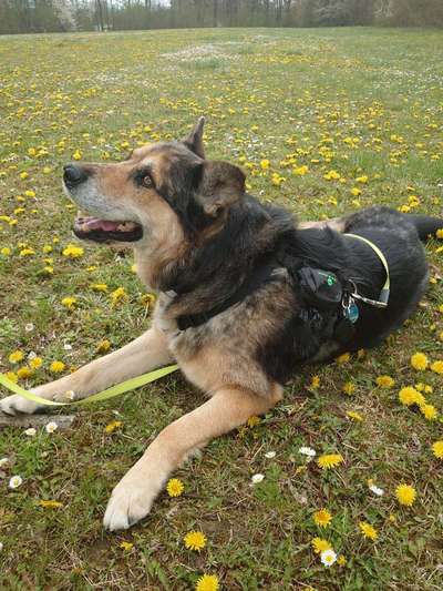 Schäferhund-Beitrag-Bild