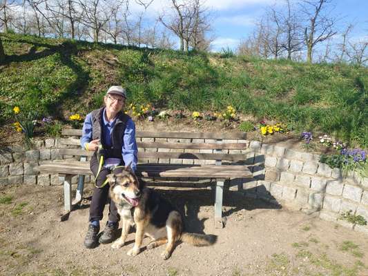 Schäferhund-Beitrag-Bild