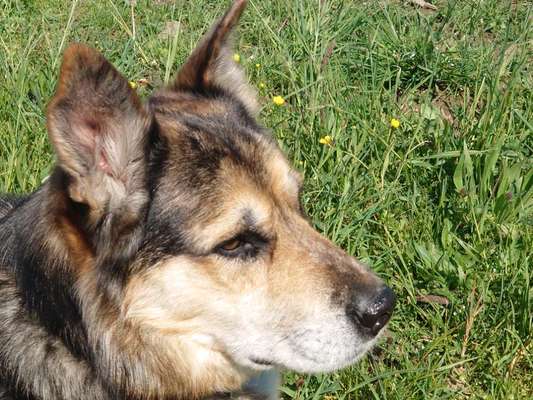 Schäferhund-Beitrag-Bild