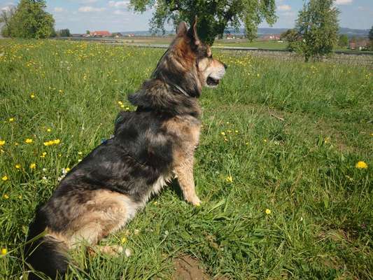 Schäferhund-Beitrag-Bild