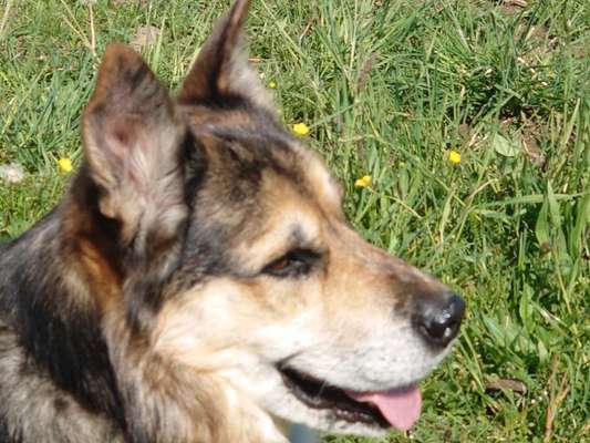 Schäferhund-Beitrag-Bild