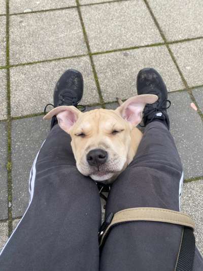 APBT Mamas & Papas-Beitrag-Bild