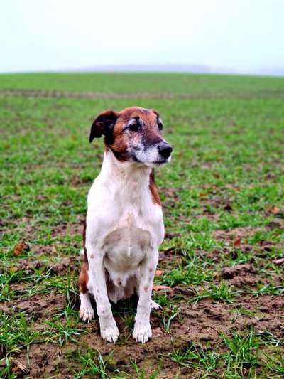 Foxterrier Gang-Beitrag-Bild