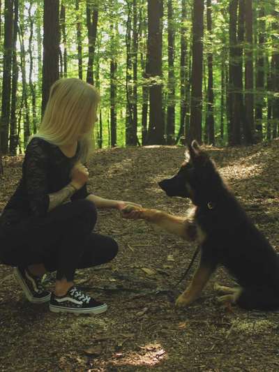 Hundetreffen-Hundebegnungen als Training-Bild