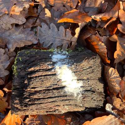 Giftköder-Weißes Zeug-Bild