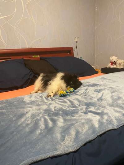 Gemeinsames Kuscheln im Bett!-Beitrag-Bild