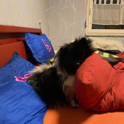 Gemeinsames Kuscheln im Bett!-Beitrag-Bild