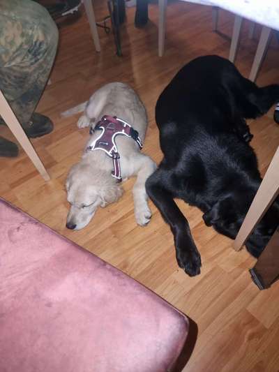 Labradorfans-Beitrag-Bild