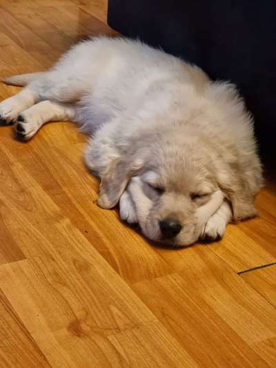 Welpen Bilder !-Beitrag-Bild