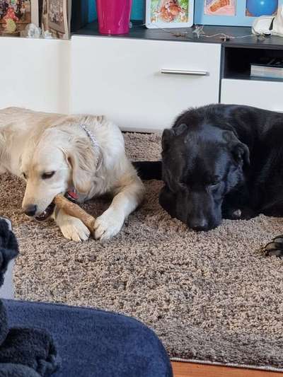 Labradorfans-Beitrag-Bild