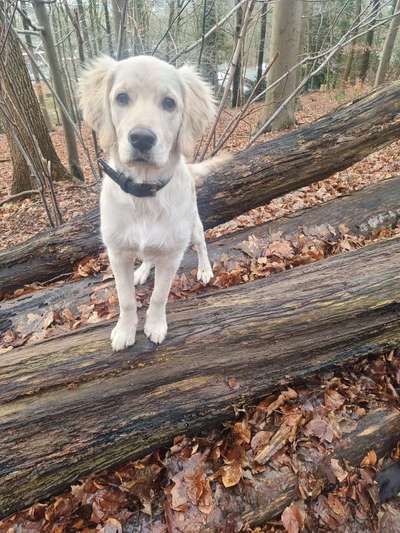 Hundetreffen-Spiel und toben ob alt und jung-Bild