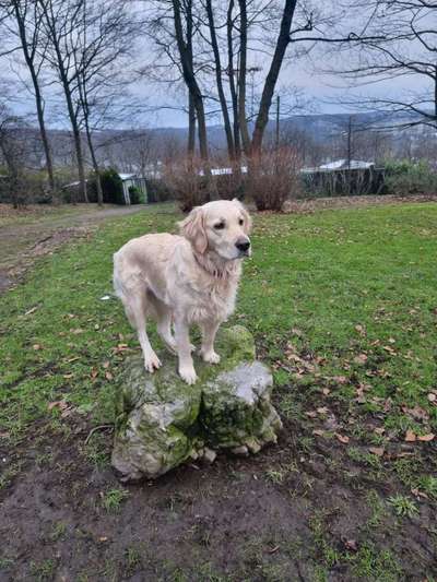 Hundetreffen-Goldenretriever treffen-Bild